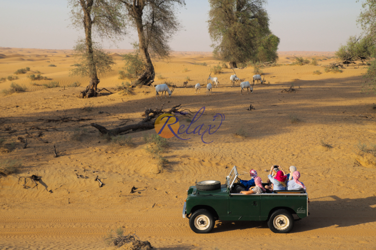 Platinum Heritage Safari Dubai// VIP safari by Range Rovers in Dubai